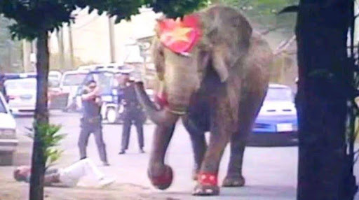 Tragedi Tyke, Gajah Sirkus yang Melarikan Diri dan Berujung Tragis