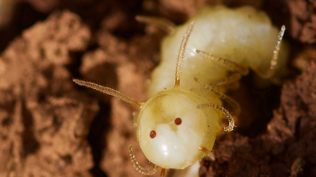 Gemes Banget, Larva Lalat Ini Punya Wajah Palsu untuk Tipu Koloni Rayap