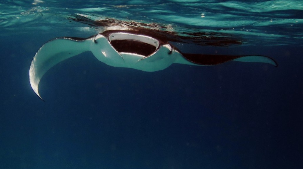 Pari Manta Jadi Ikan Paling Pintar di Laut?