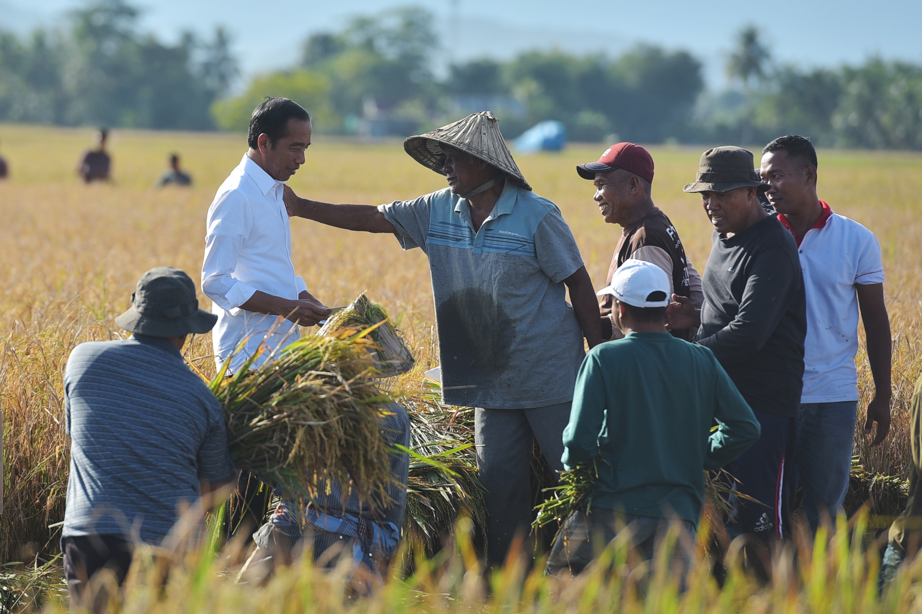 Terbanyak Serap Tenaga Kerja, Sektor Pertanian Butuh Banyak Perhatian